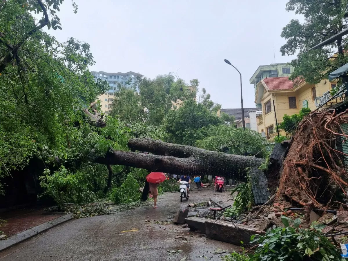 Trong hàng ngàn cây xanh bật gốc có những cây cổ thụ bị bão tàn phá, quật đổ (Ảnh: Văn Thi).