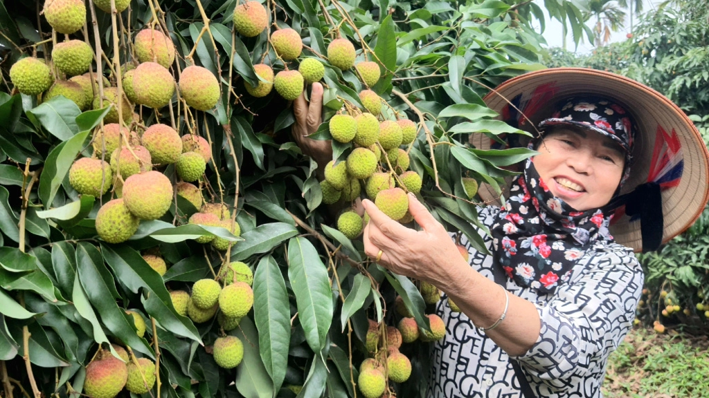 Nông dân Phương Nam kiểm tra vườn vải. Ảnh: Báo Quảng Ninh