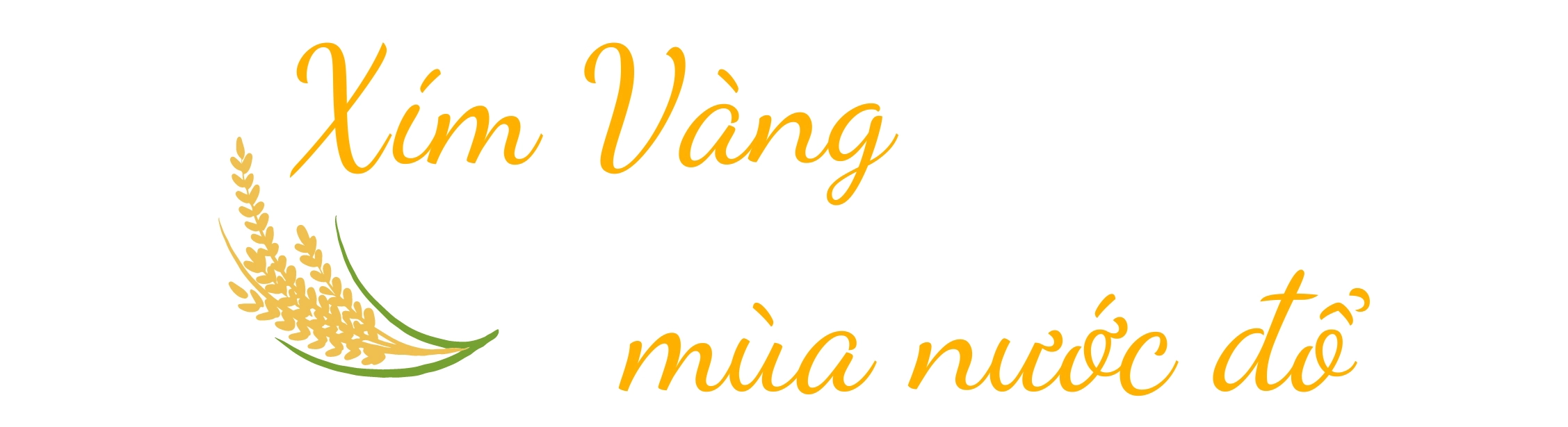 Xím Vàng mùa nước đổ