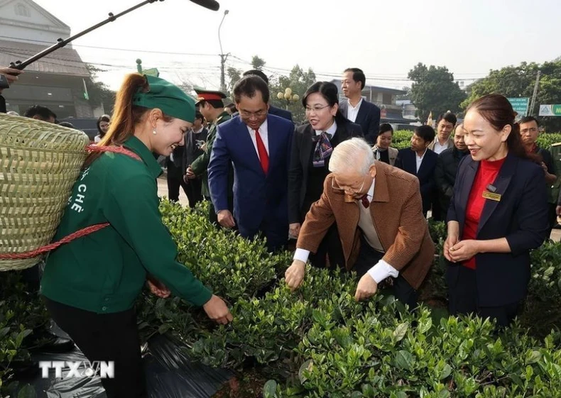 Tổng Bí thư Nguyễn Phú Trọng thăm vườn chè của Hợp tác xã Hảo Đạt, thành phố Thái Nguyên.