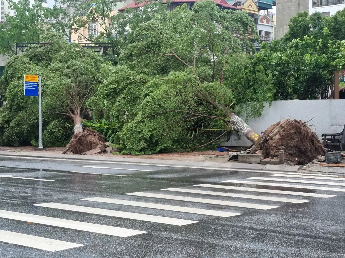 Sau bão Yagi, hàng loạt cây xanh tại Hà Nội bị quật đổ (Ảnh: Văn Thi)