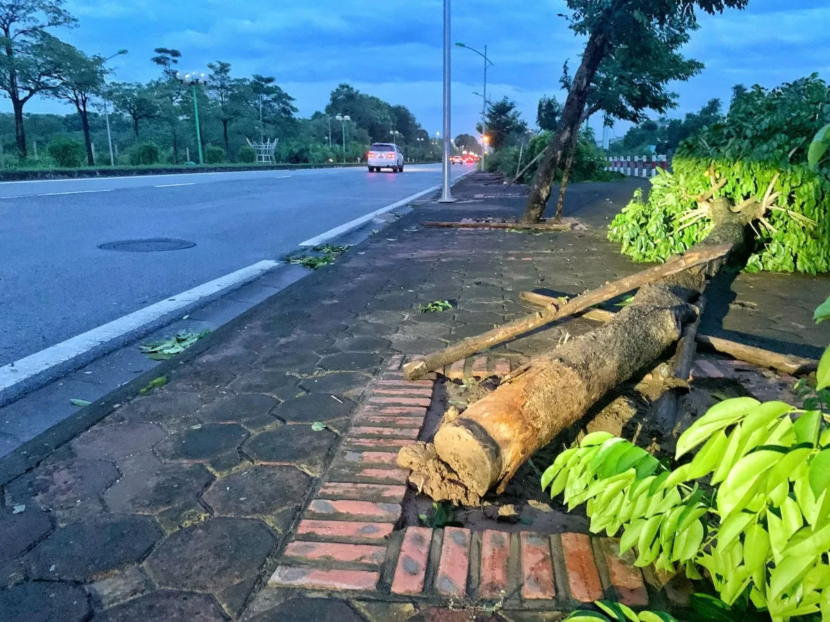 Hình ảnh cây trồng không gốc được phóng viên Báo Công Thương ghi nhận vào chiều hôm nay cho thấy những bất cập, cơ quan chức năng cần vào cuộc làm rõ vấn đề này để tránh những rủi ro (Ảnh: Ngọc Hoàn).