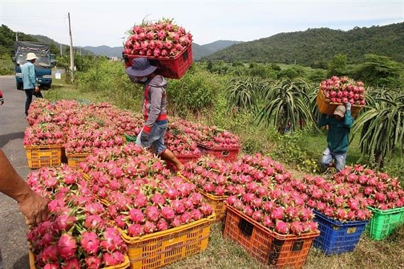 Xuất khẩu thanh long, hồ tiêu lao đao vì không có cơ quan ký giấy chứng nhận