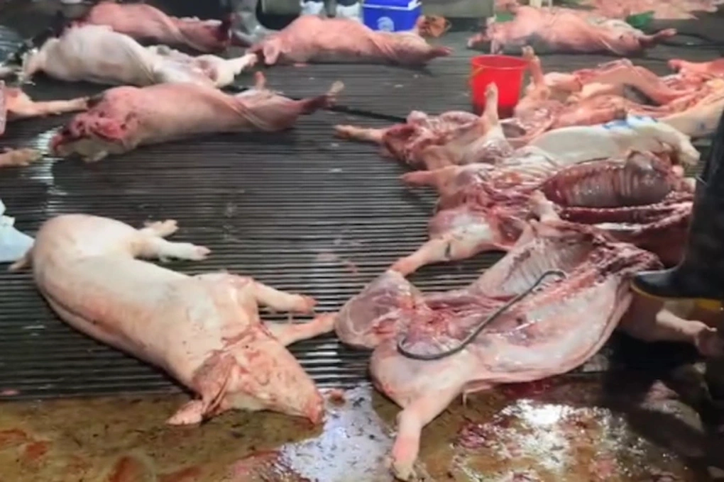 300 tấn lợn bệnh ở Hà Nội lọt qua cửa kiểm dịch như thế nào?