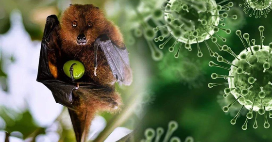 Bộ Y tế: Các trường hợp nghi ngờ nhiễm virus Nipah phải được cách ly nghiêm ngặt