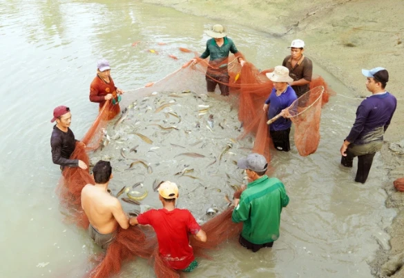 Bộ Y tế: Sẽ quản lý thực phẩm từ trang trại tới bàn ăn