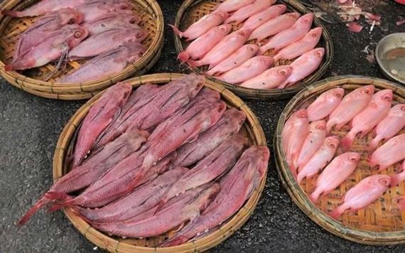 Tiểu thương nói gì về thông tin “cá có màu đỏ như phẩm nhuộm”?