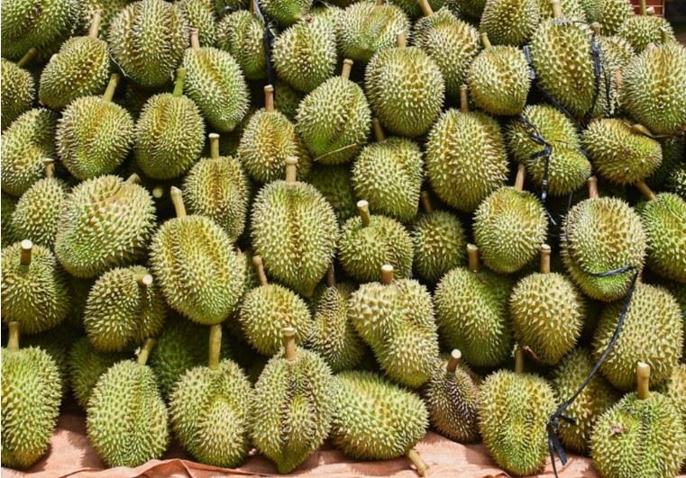 17 người bị khởi tố do sai phạm xuất khẩu sầu riêng: Nhiều lần báo động khẩn