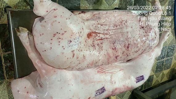 Heo bệnh tại cơ sở gia công cho C.P. Việt Nam sao lại có dấu được lưu thông?