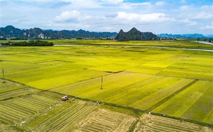 Luật Đất đai 2024: Quy định về tích tụ đất nông nghiệp