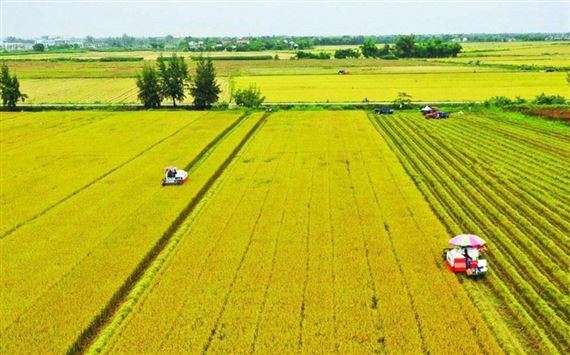 Nghị quyết 216/2025/QH15 kéo dài thời hạn miễn thuế sử dụng đất nông nghiệp