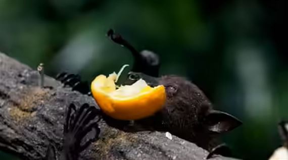 Bộ Y tế khuyến cáo không ăn trái cây bị dơi, chim cắn phòng virus Nipah