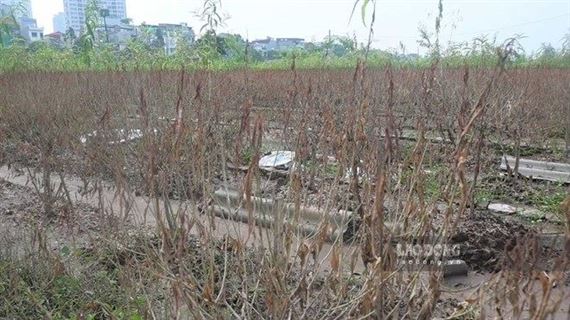 Hàng trăm gốc đào ở Hà Nội chết khô, người trồng thấp thỏm lo mất Tết