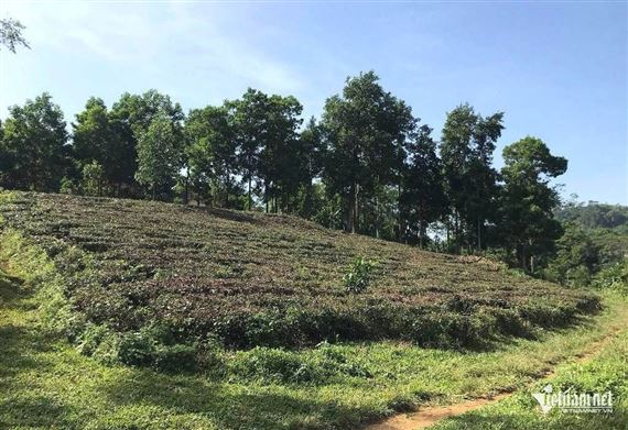 Từ năm 2026, chuyển đất vườn, ao sang đất ở: Người dân nộp ít tiền hơn